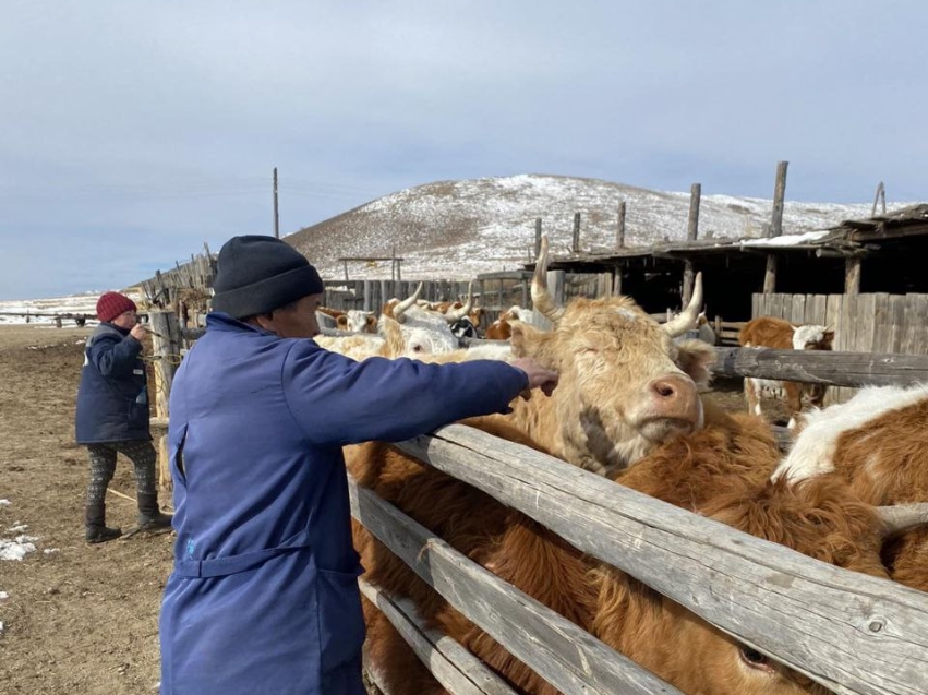 Весенние ветеринарно-профилактические мероприятия проходят в Zабайкалье