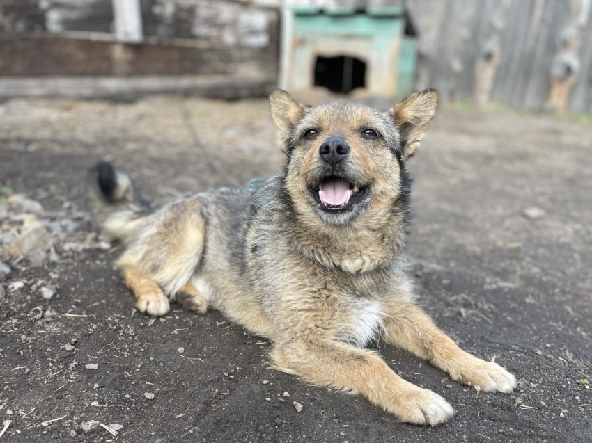 Госветслужба Забайкальского края просит соблюдать требования к выгулу собак