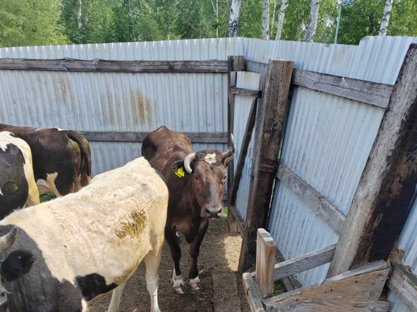 Ветврачи Забайкалья спасли корову от потери зрения 