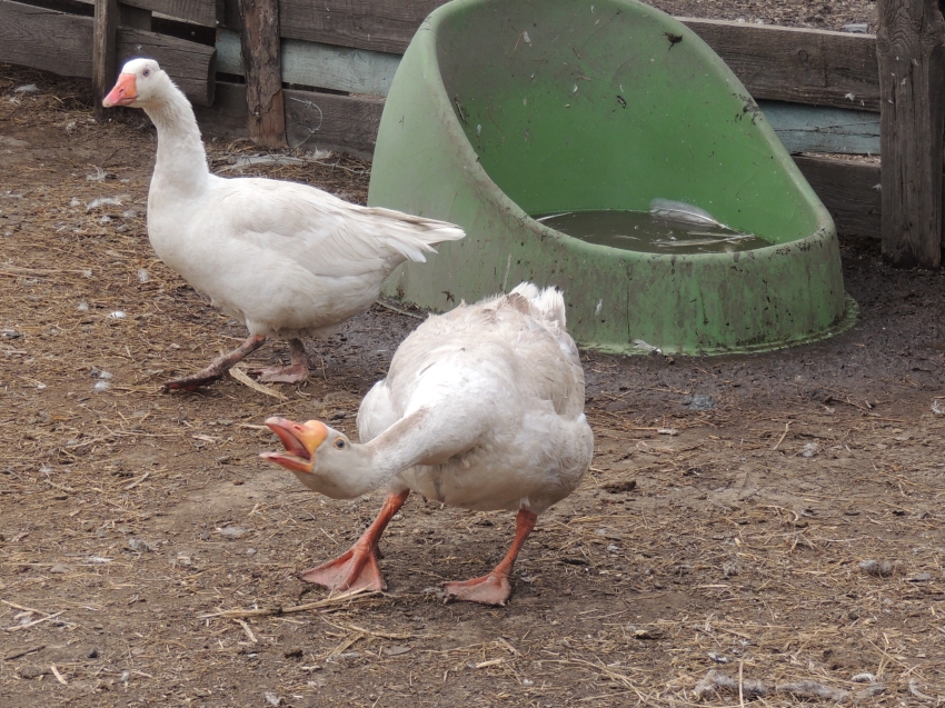 ПАМЯТКА Внимание ГРИПП ПТИЦ!