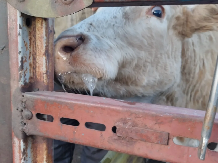 Ящур. Меры профилактики.