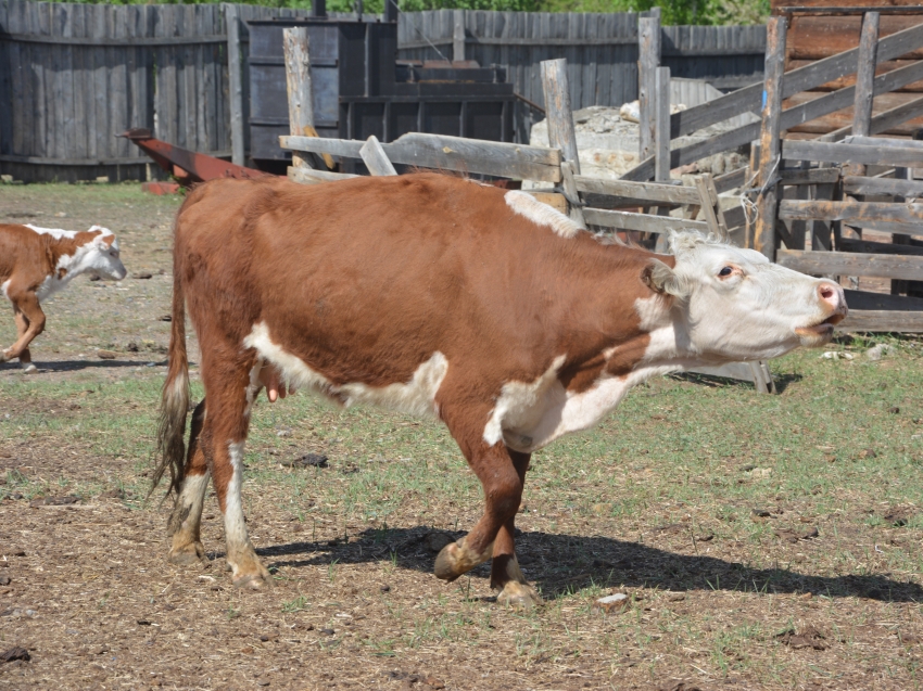 Пастереллёз: почему возникает инфекция?