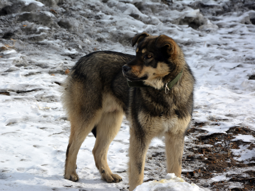Как обезопасить себя от нападений бездомных животных?
