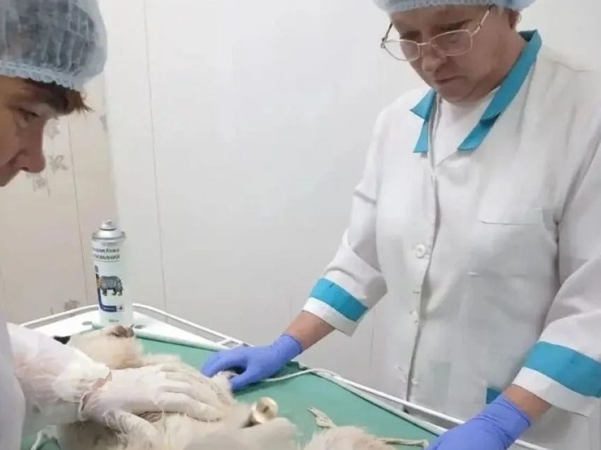 В Александрово-Заводской СББЖ успешно проведена очередная стерилизация собаки