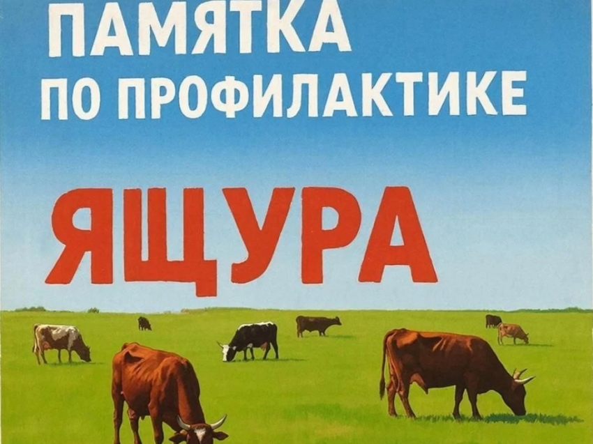 Ящур: важно знать каждому владельцу животных