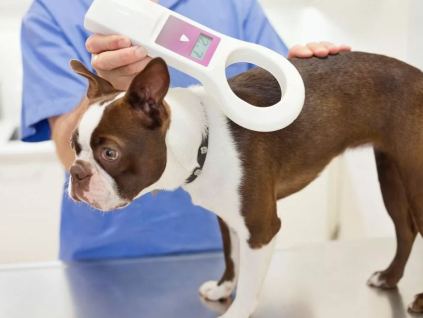 Информация о чипировании собак