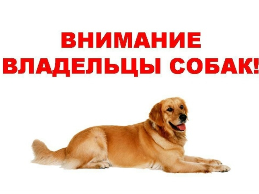 Памятка о правилах содержания собак