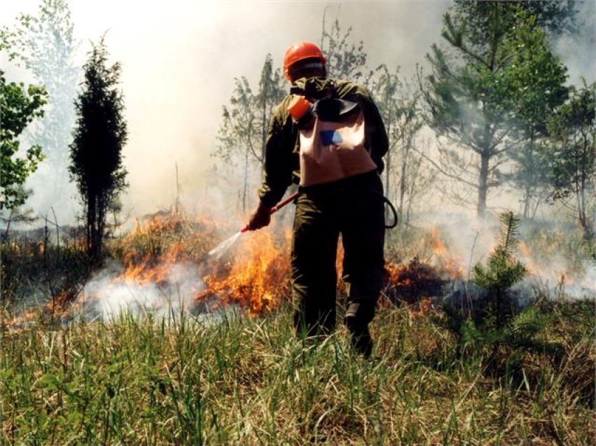 Забайкальцы могут стать лесными пожарными