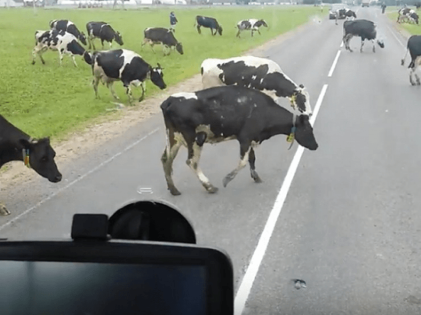 Выход животных на дорогу