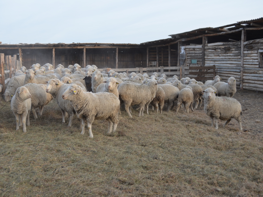 Около 15 % овцематок искусственно осеменено в хозяйствах края с начала случной кампании