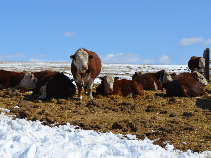 Поголовье специализированного мясного скота в Забайкалье увеличилось на 8%