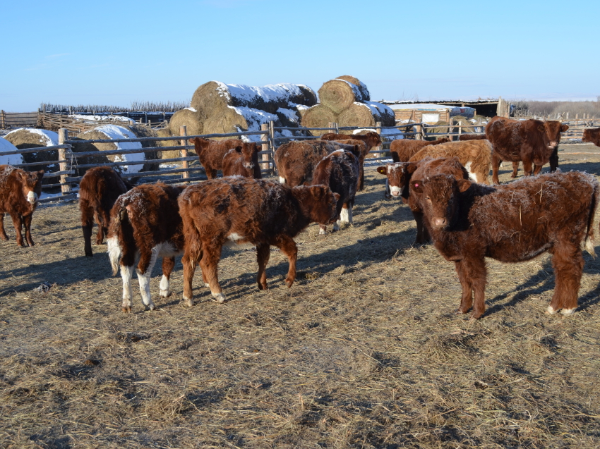 В Минсельхозе края создан оперативный штаб по проведению зимовки скота