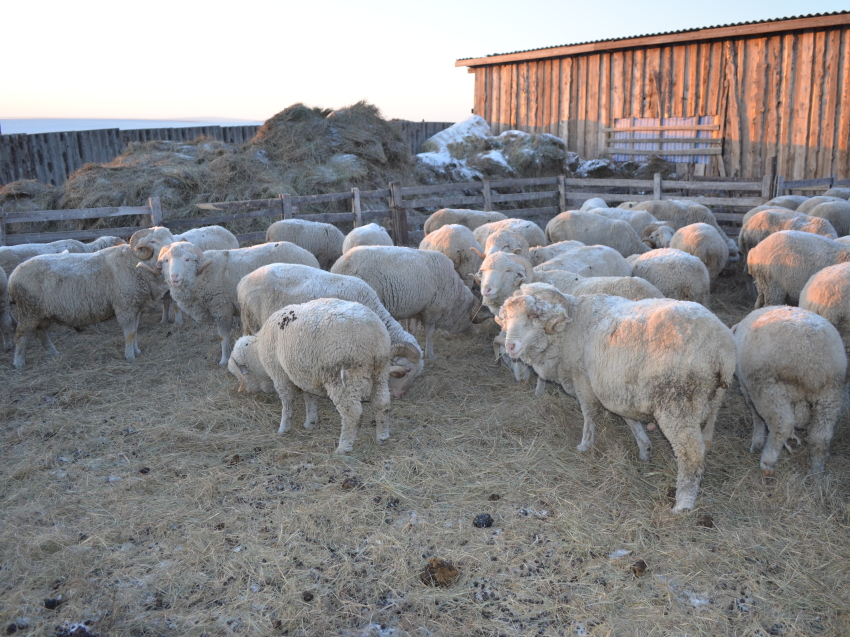 В Забайкалье завершается случная кампания в овцеводстве