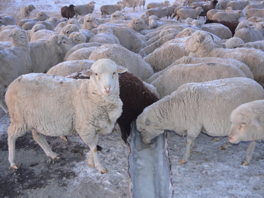 В Забайкалье завершилась случная кампания в овцеводстве