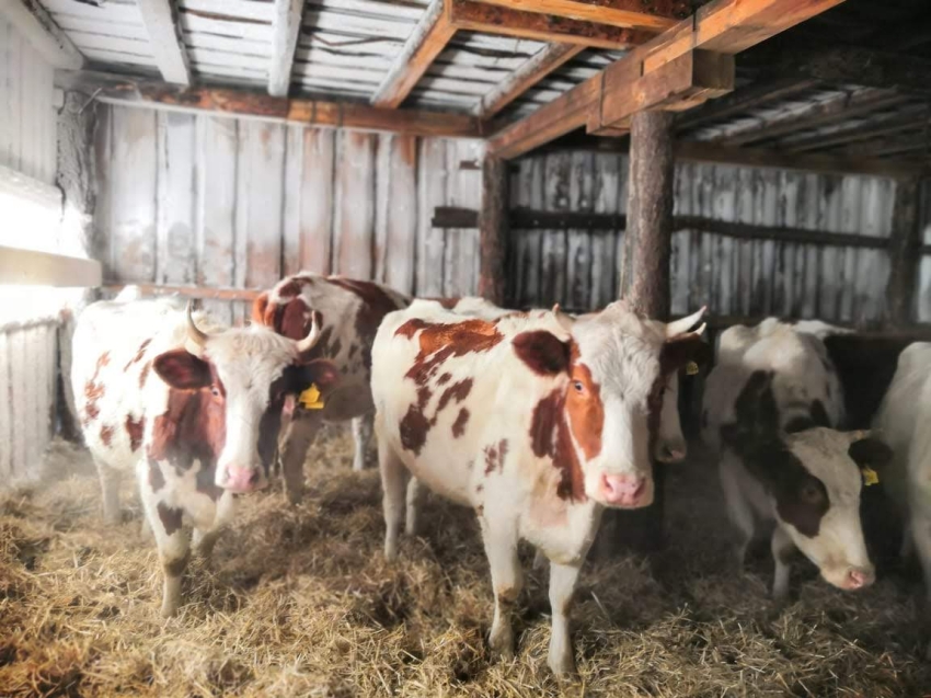 Средства гранта позволили фермеру приобрести 50 голов коров молочной породы