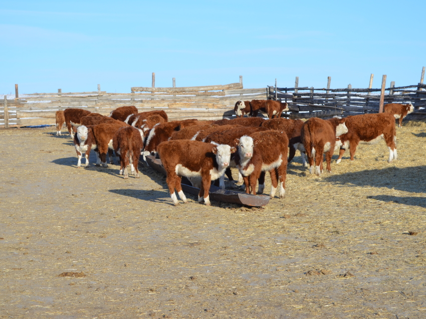 Теплая погода положительно сказывается на зимовке скота в Забайкалье