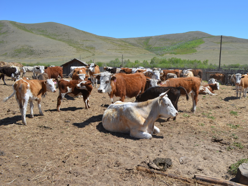 Зимовка общественного скота завершилась в Забайкальском крае
