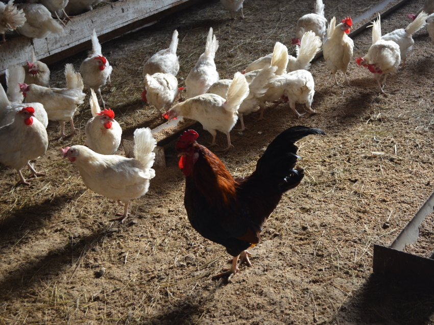 Читинская птицефабрика с начала года произвела яиц на 38 % больше прошлогоднего уровня