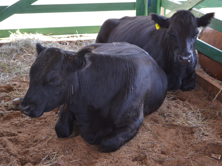 Почти 10 тысяч коров искусственно осеменено в Забайкалье с начала года