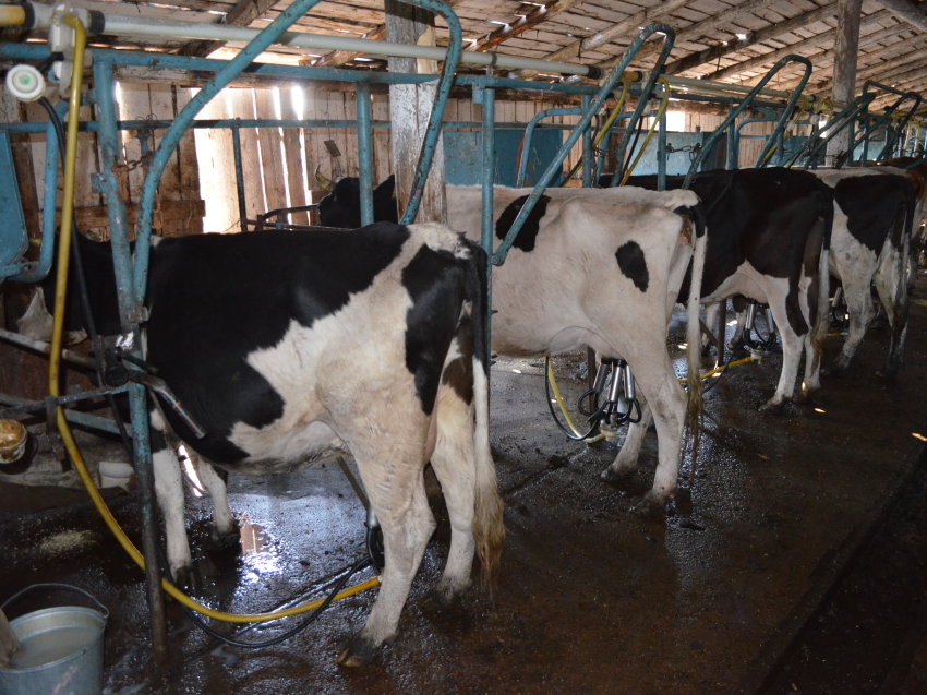 Производители молока в Забайкалье получили субсидии на развитие заготовительной деятельности
