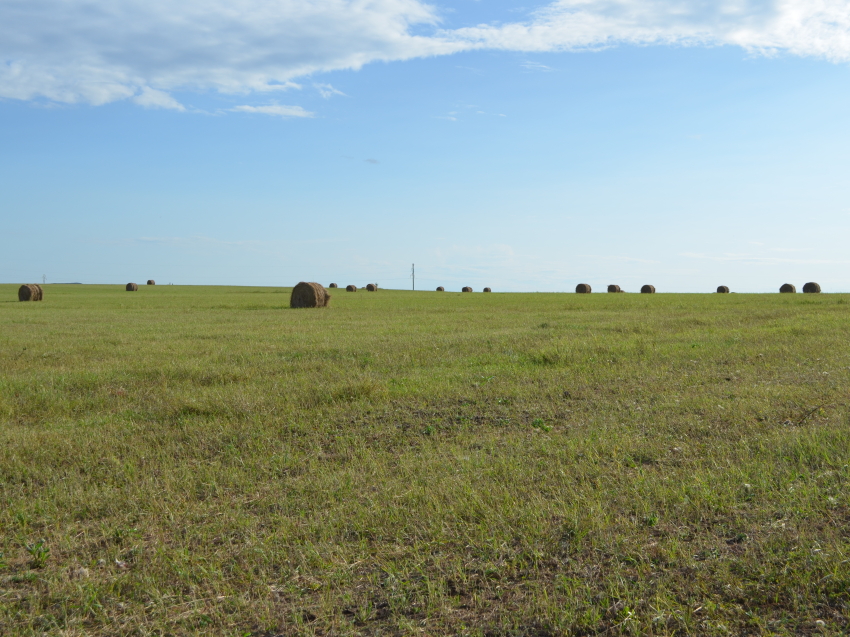 Хозяйства 15 районов Забайкалья приступили к заготовке кормов на зимовку скота