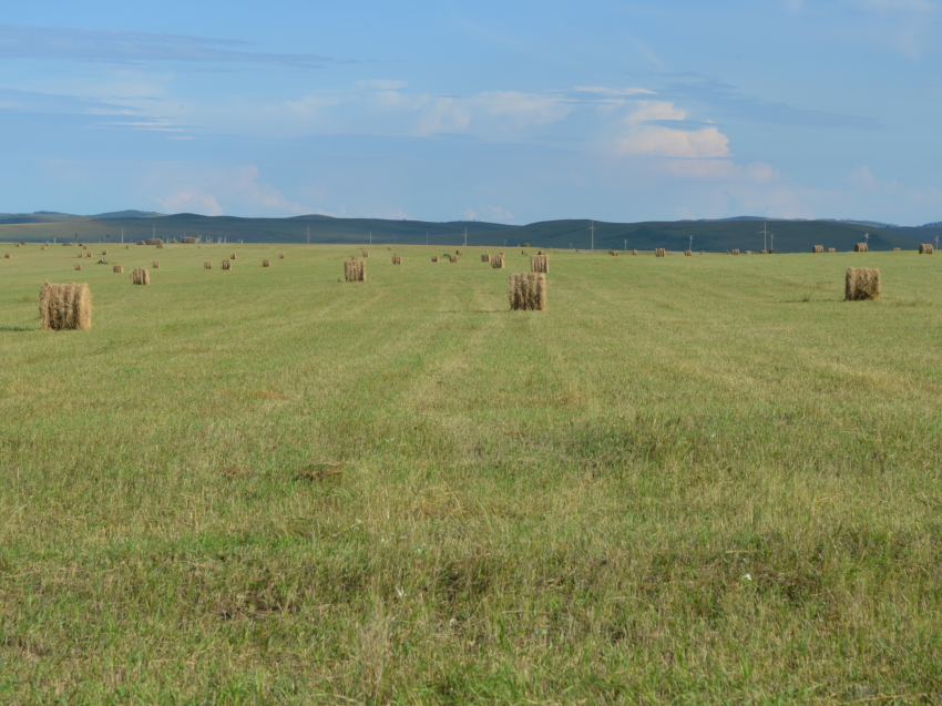 Заготовка кормов в Забайкалье ведется с опережением на 35 % к уровню 2019 года