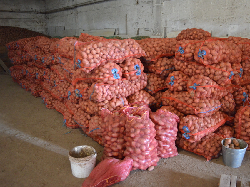 Овощеводы Читинского района приступили к уборке раннего картофеля