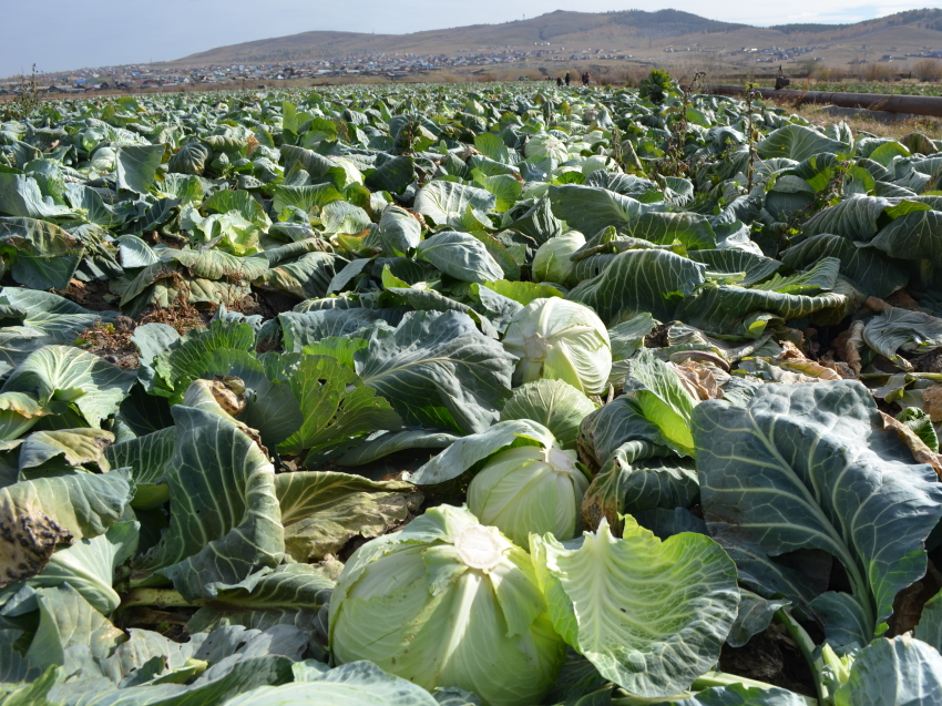 Урожайность овощей в Забайкалье выросла по сравнению с прошлым годом