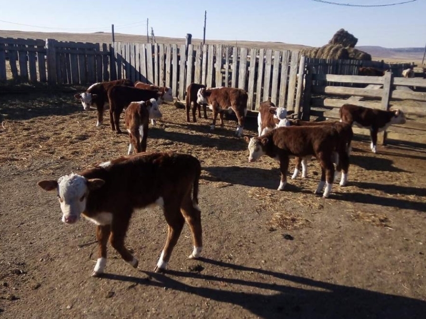 Искусственное осеменение коров в Забайкалье за год выросло на 106%