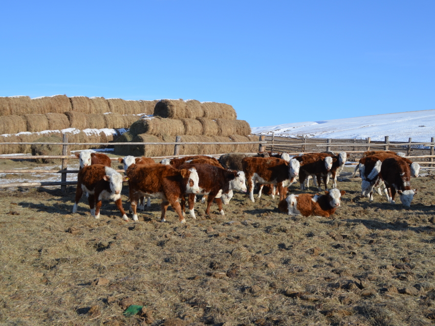Около миллиона сельхозживотных вошло в зимовку скота в Забайкалье