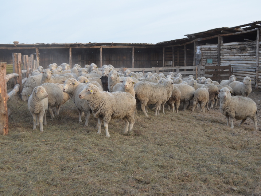 Случная кампания в овцеводстве проходит в 20 районах Забайкалья