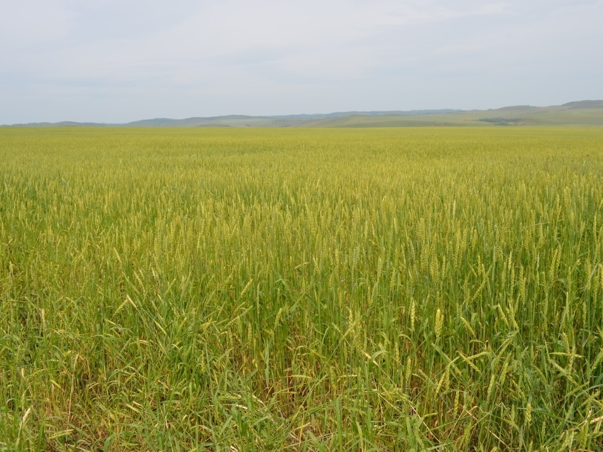 Первую сельскохозяйственную микроперепись проведут в Забайкалье в 2021 году