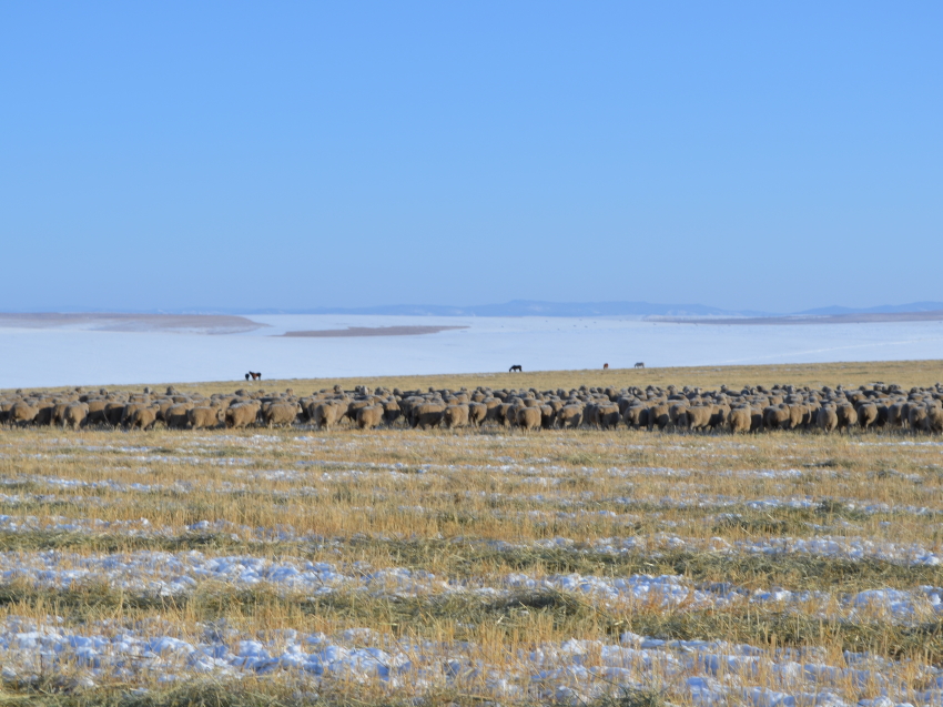 Комплексную программу развития овцеводства в Забайкалье представили в Минсельхозе России