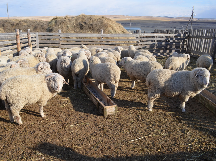 Пилотный проект по развитию овцеводства в Забайкалье готов к запуску