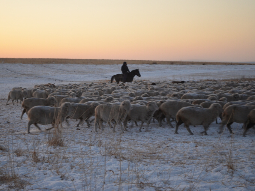 Около 144 тысяч овец в Забайкалье получат весной приплод