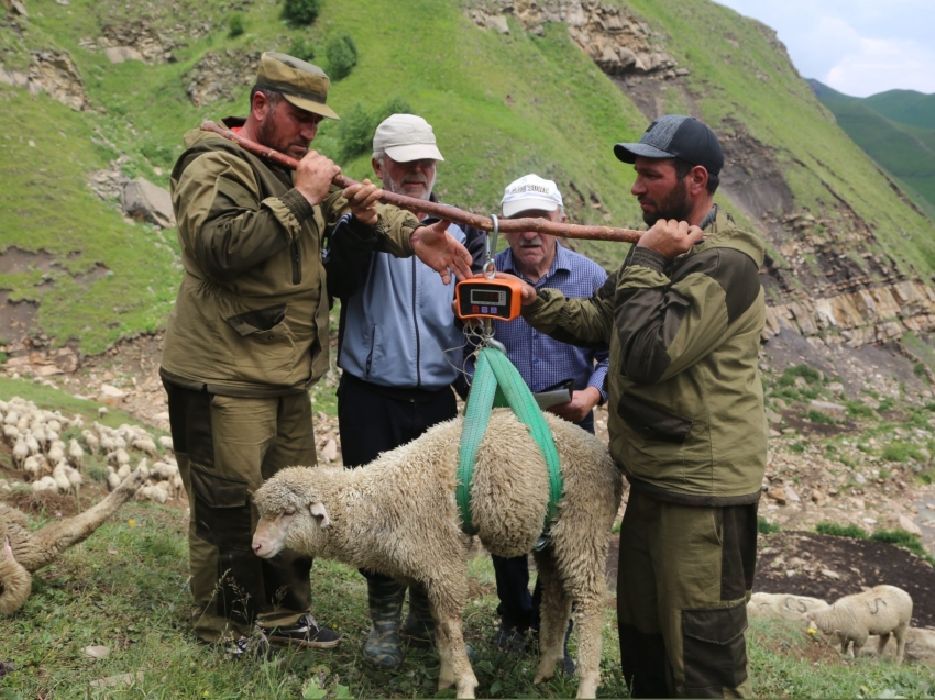 Хозяйства Дагестана предлагают к реализации племенных овец 