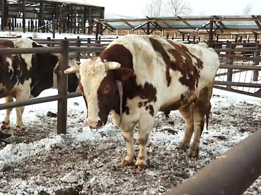 В Забайкалье племцентр животноводства ежегодно увеличивает долю племенного скота в крае