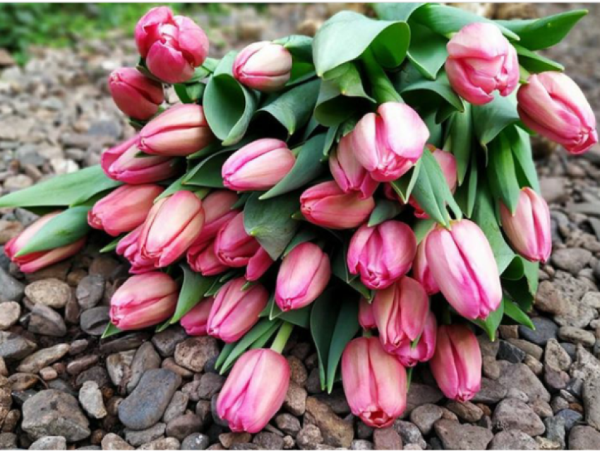 ​Забайкальский ботанический сад принимает заявки на цветы к 8 Марта