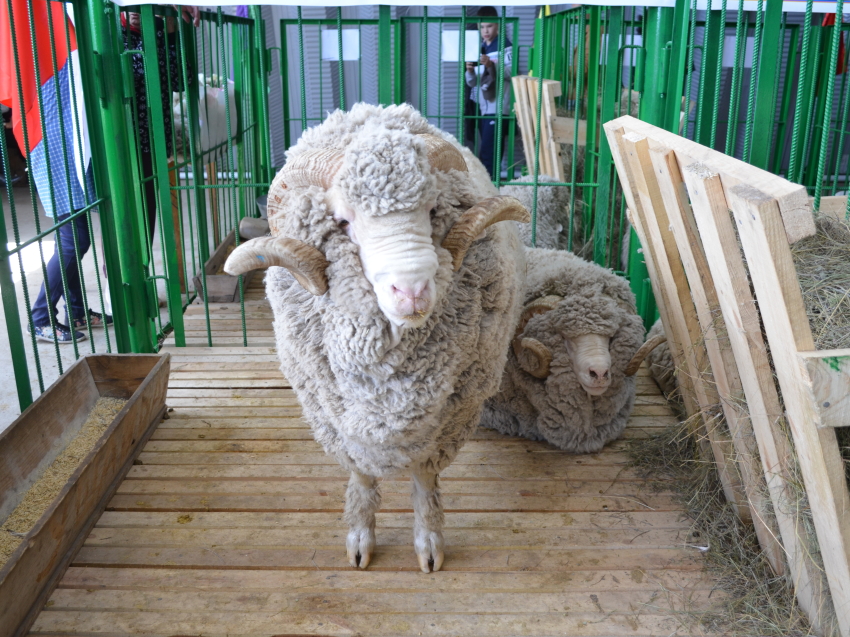 Забайкалье на Сибирско-Дальневосточной выставке овец в Улан-Удэ представят 11 хозяйств