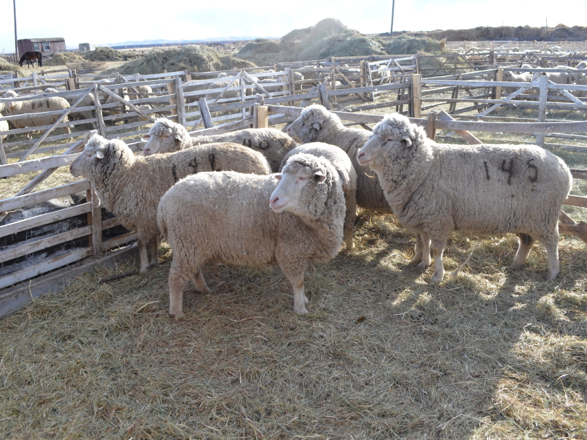 Денис Бочкарев оценит готовность овцеводческих хозяйств к выставке в Улан-Удэ