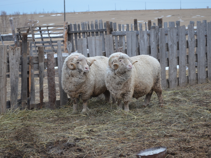 Забайкальские овцеводы готовят лучших животных к межрегиональной выставке в Улан-Удэ