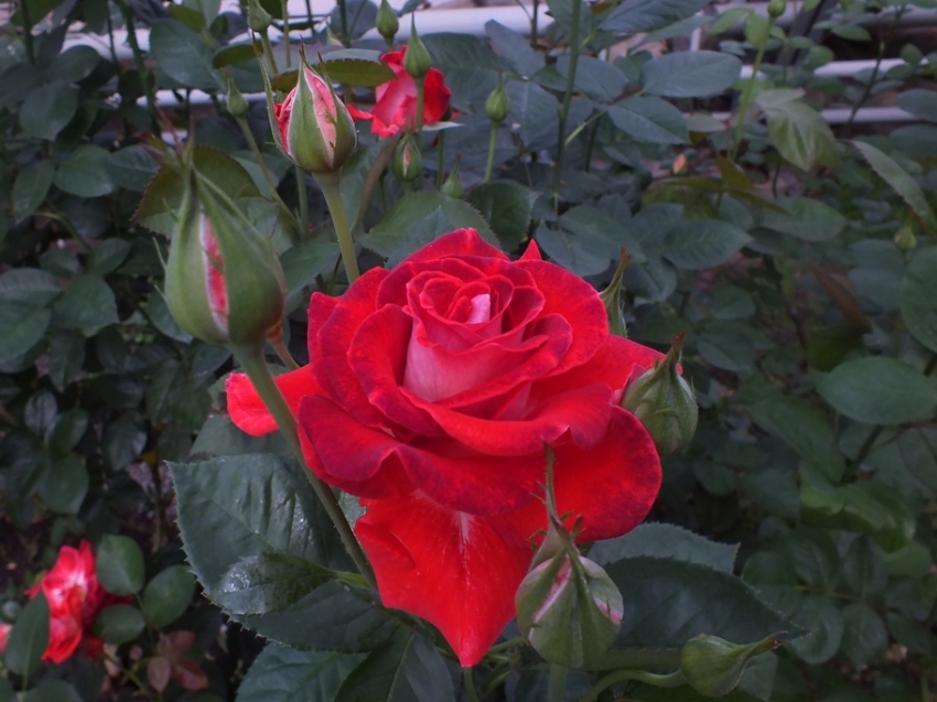 Забайкальский ботанический сад приглашает посетителей увидеть цветение роз