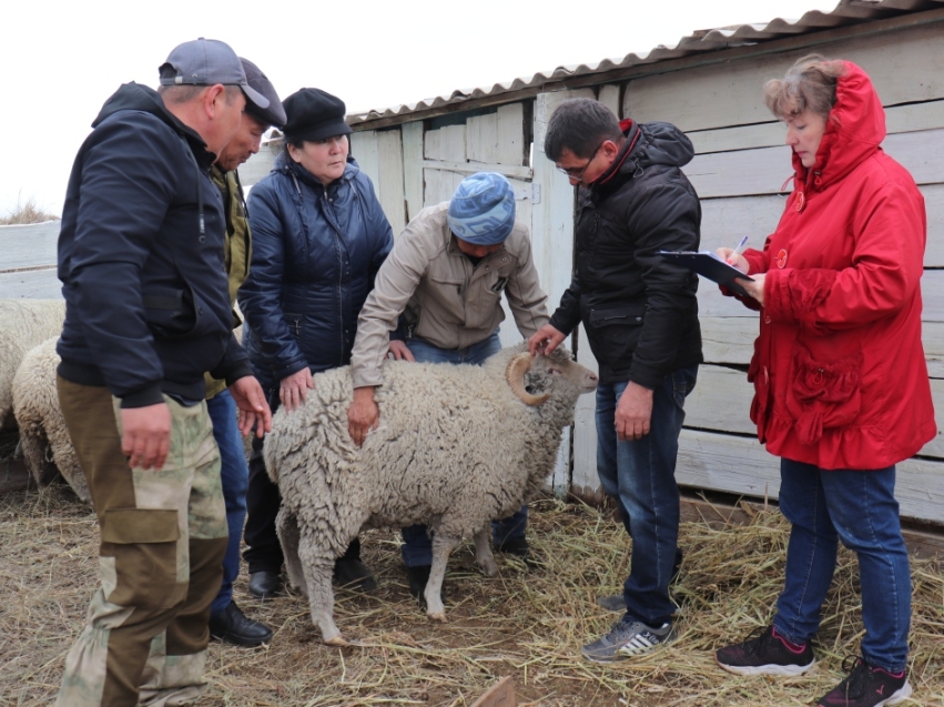 Эксперты высоко оценили подготовку овцеводческих хозяйств Забайкалья к выставке в Улан-Удэ