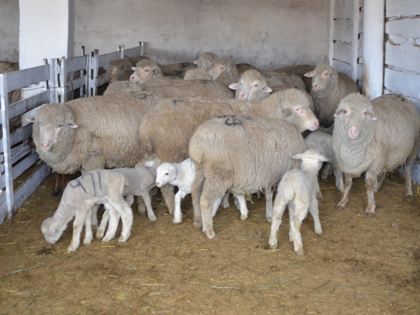 Расплодная кампания в овцеводстве Забайкалья близится к завершению