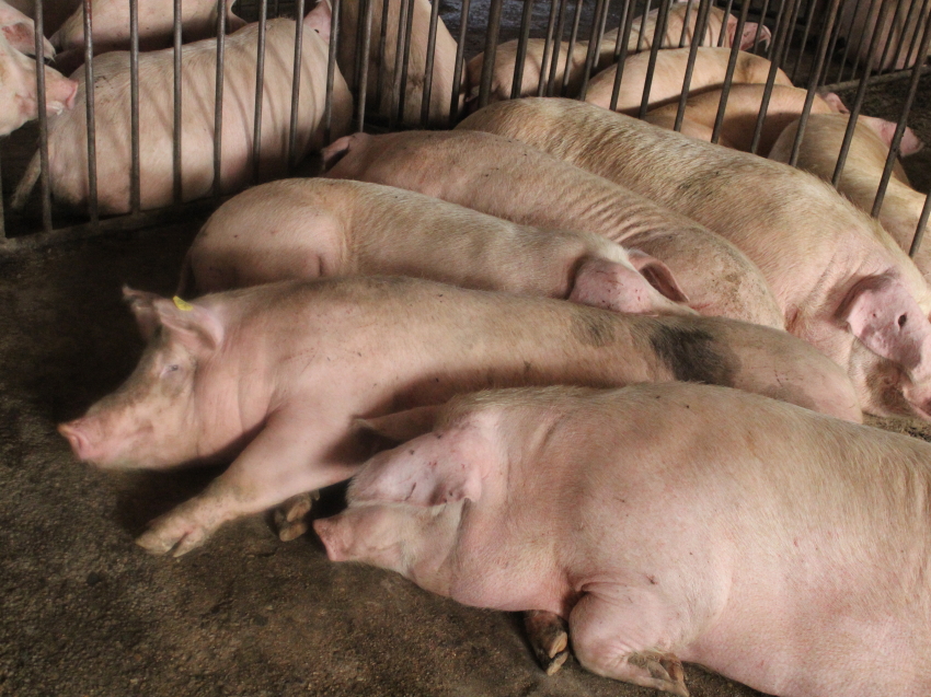 Свиноводам Забайкалья необходимо повысить биологическую защищенность хозяйств