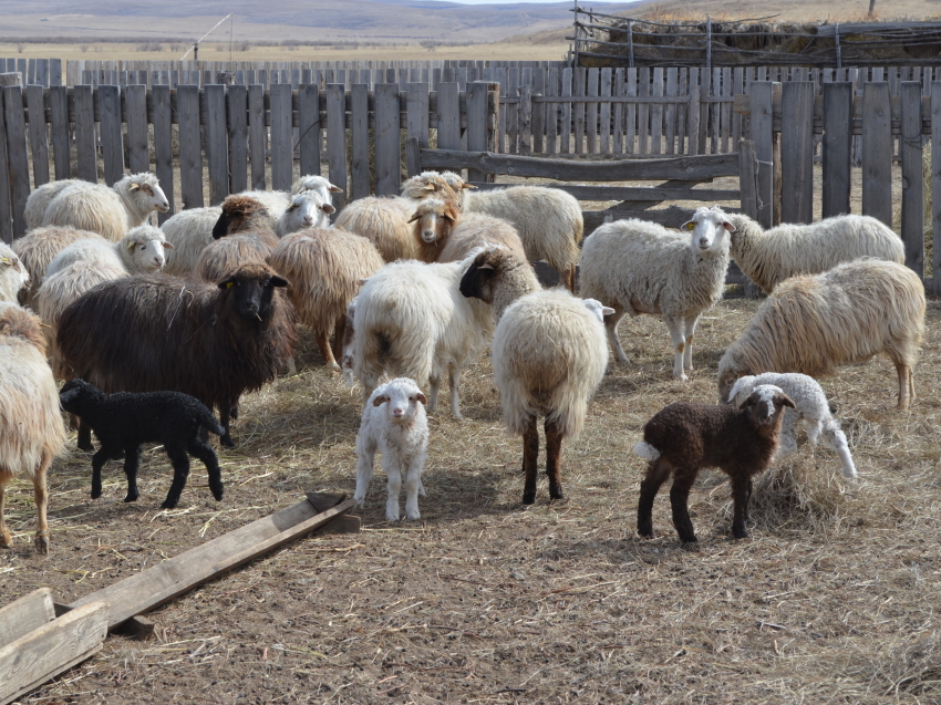Овцеводы Забайкалья получили 136 тысяч ягнят по итогам расплодной кампании