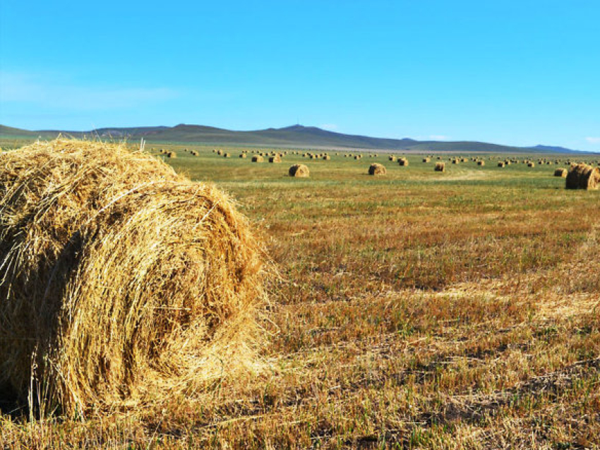 Хозяйства Забайкалья заготовили 30% от необходимого на зиму запаса кормов