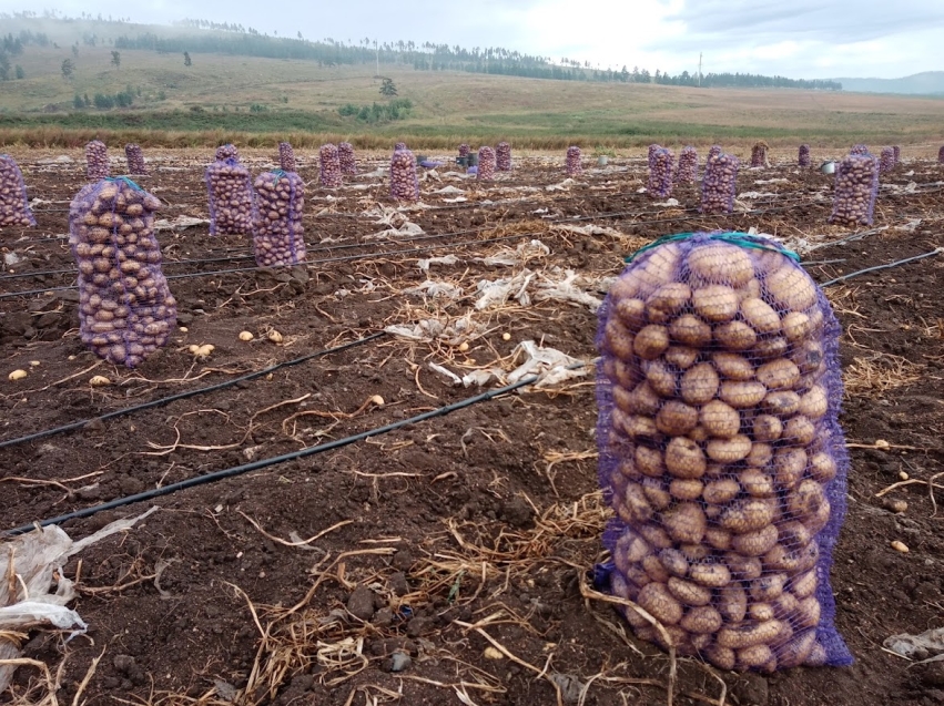 Сельхозпредприятие в Читинском районе в 2,5 раза увеличило урожайность картофеля