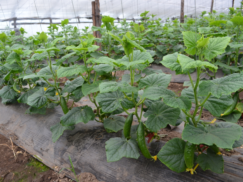 Более 2,2 тысячи тонн овощей произвели в теплицах Забайкалья с начала года