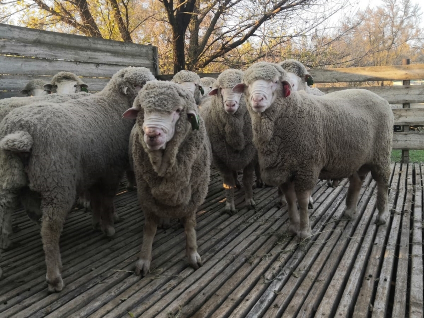 Овцеводческие хозяйства Забайкалья приобрели 23 барана-производителя в Ставрополье